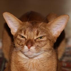 Абиссинская кошка Astragalus Gucci
