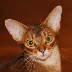 Abyssinian cat Amberberry Fiva Cilician Princess