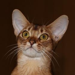 Абиссинская кошка Astragalus Missoni
