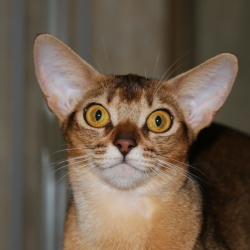 Абиссинская кошка Astragalus Trisha