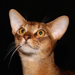 Абиссинская кошка Astragalus Hugo